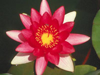 Nenufar rojo Escarboucle waterlilly